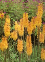 /album/inspiracje1/a1-8-jpg1/